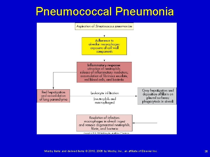 Pneumococcal Pneumonia Mosby items and derived items © 2010, 2006 by Mosby, Inc. ,