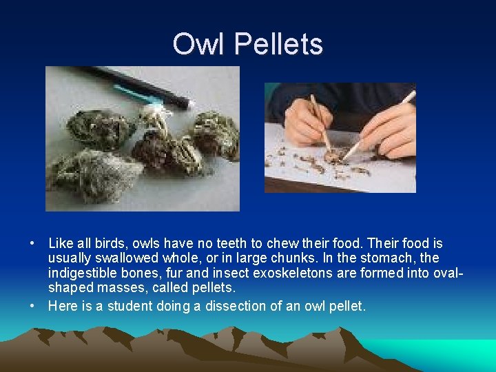 Owl Pellets • Like all birds, owls have no teeth to chew their food.