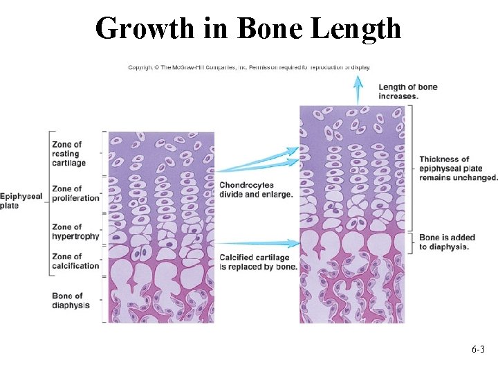 Growth in Bone Length 6 -3 