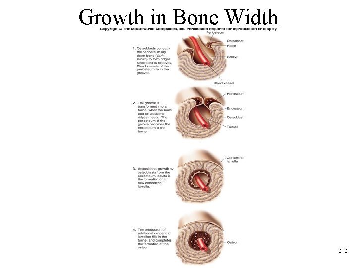 Growth in Bone Width 6 -6 