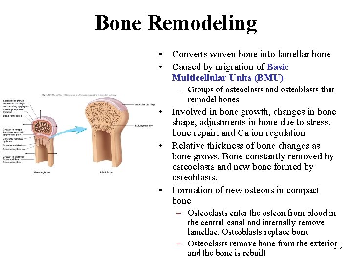 Bone Remodeling • Converts woven bone into lamellar bone • Caused by migration of