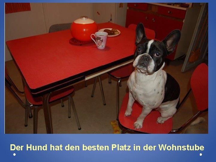 Der Hund hat den besten Platz in der Wohnstube 