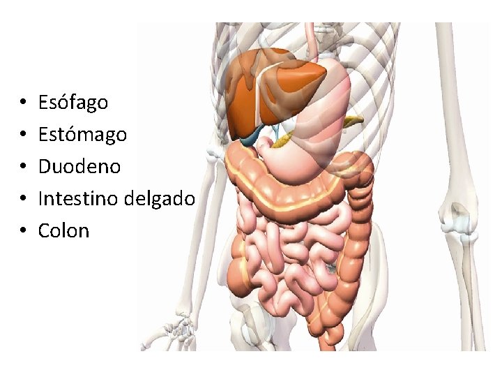  • • • Esófago Estómago Duodeno Intestino delgado Colon 