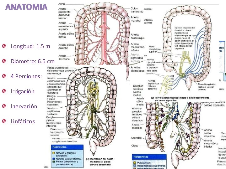 ANATOMIA Longitud: 1. 5 m Diámetro: 6. 5 cm 4 Porciones: Irrigación Inervación Linfáticos