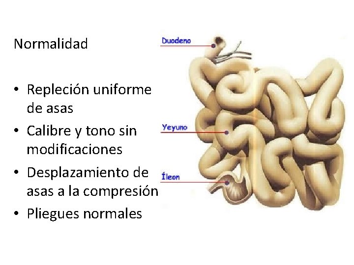 Normalidad • Repleción uniforme de asas • Calibre y tono sin modificaciones • Desplazamiento