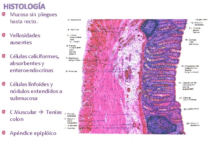 HISTOLOGÍA Mucosa sin pliegues hasta recto. Vellosidades ausentes Células caliciformes, absorbentes y enteroendocrinas Células