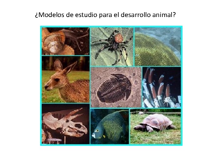 ¿Modelos de estudio para el desarrollo animal? 