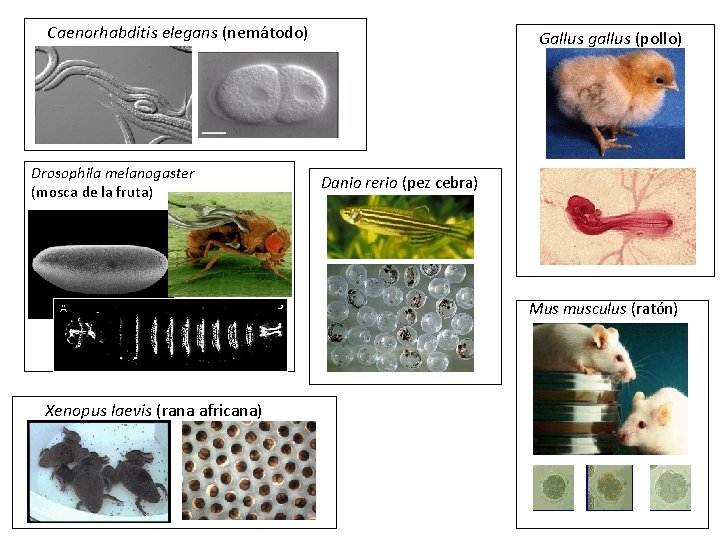 Caenorhabditis elegans (nemátodo) Drosophila melanogaster (mosca de la fruta) Gallus gallus (pollo) Danio rerio