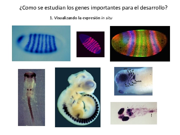 ¿Como se estudian los genes importantes para el desarrollo? 1. Visualizando la expresión in
