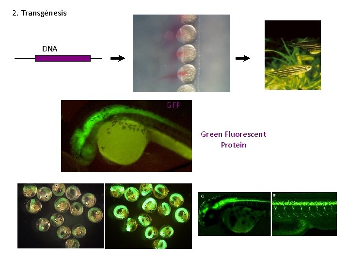 2. Transgénesis DNA GFP Green Fluorescent Protein 