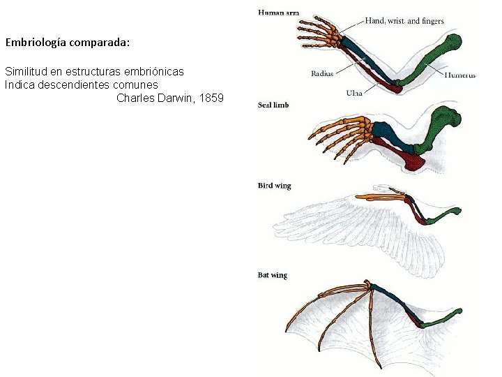 Embriología comparada: Similitud en estructuras embriónicas Indica descendientes comunes Charles Darwin, 1859 