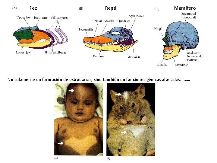 Pez Reptil Mamifero No solamente en formación de estructuras, sino también en funciones génicas