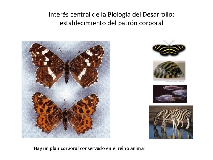 Interés central de la Biología del Desarrollo: establecimiento del patrón corporal Hay un plan