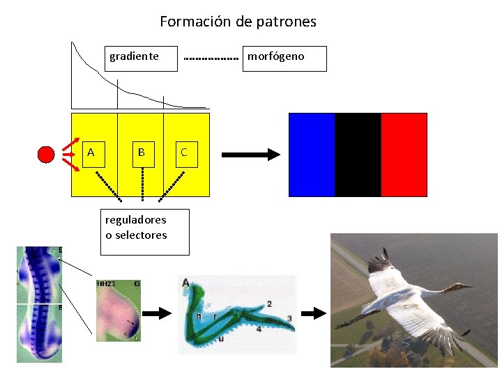 Formación de patrones gradiente A B reguladores o selectores morfógeno C 