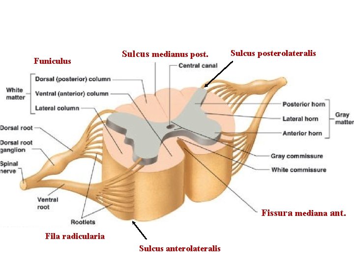 Funiculus Sulcus medianus post. Sulcus posterolateralis Fissura mediana ant. Fila radicularia Sulcus anterolateralis 