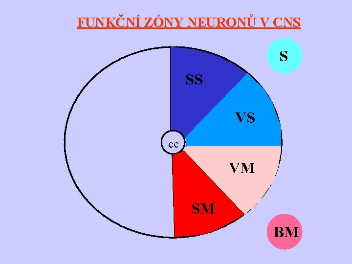 FUNKČNÍ ZÓNY NEURONŮ V CNS S SS VS cc VM SM BM 