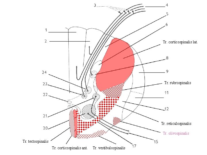 Tr. corticospinalis lat. Tr. rubrospinalis Tr. reticulospinalis Tr. olivospinalis Tr. tectospinalis Tr. corticospinalis ant.