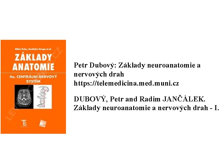 Petr Dubový: Základy neuroanatomie a nervových drah https: //telemedicina. med. muni. cz DUBOVÝ, Petr