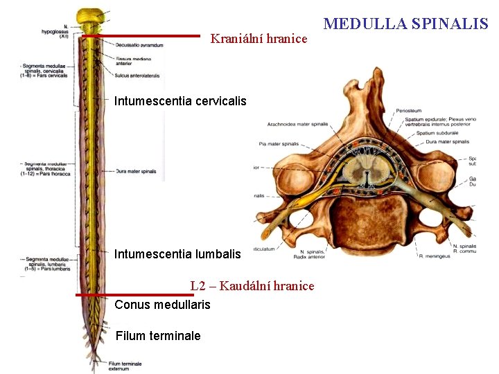 Kraniální hranice Intumescentia cervicalis Intumescentia lumbalis L 2 – Kaudální hranice Conus medullaris Filum