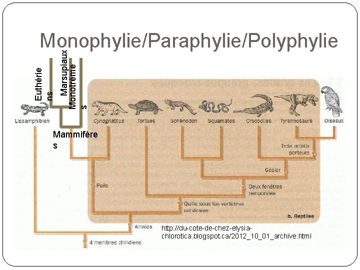 Marsupiaux Monotrème s Euthérie ns Monophylie/Paraphylie/Polyphylie Mammifère s http: //du-cote-de-chez-elysiachlorotica. blogspot. ca/2012_10_01_archive. html 