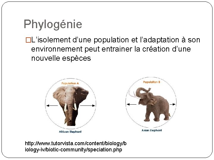 Phylogénie �L’isolement d’une population et l’adaptation à son environnement peut entrainer la création d’une