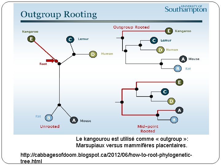 Le kangourou est utilisé comme « outgroup » : Marsupiaux versus mammifères placentaires. http: