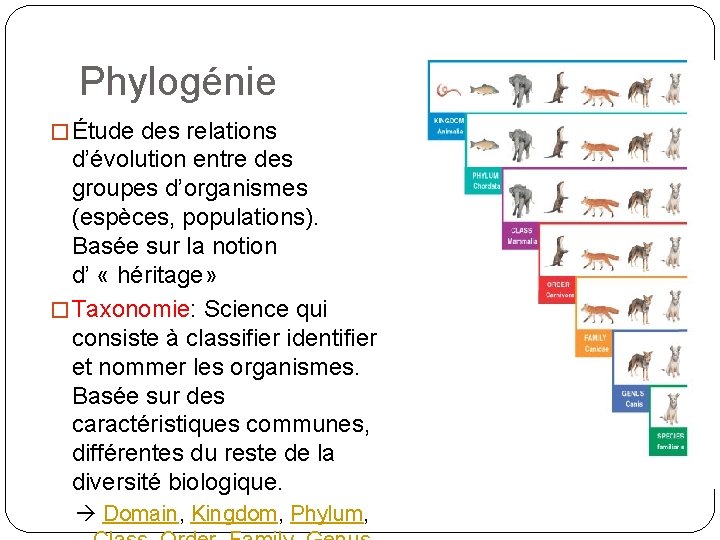 Phylogénie � Étude des relations d’évolution entre des groupes d’organismes (espèces, populations). Basée sur