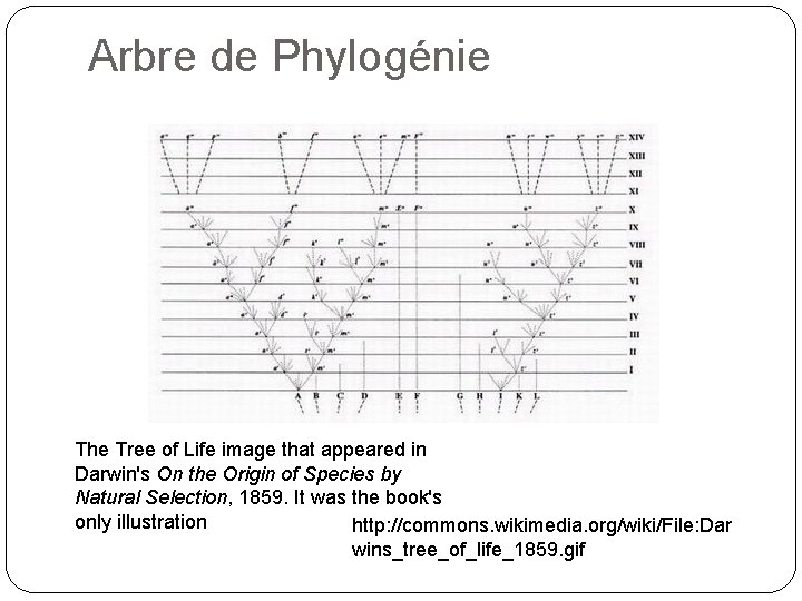 Arbre de Phylogénie The Tree of Life image that appeared in Darwin's On the