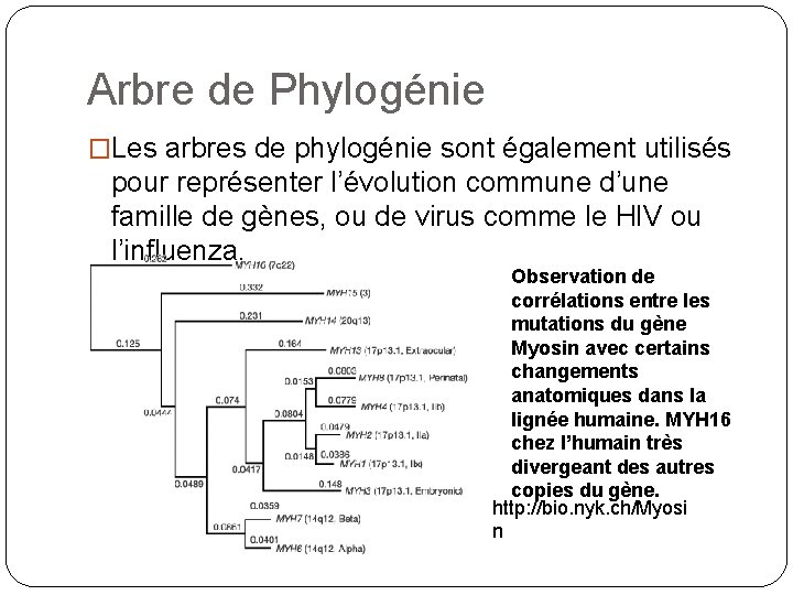Arbre de Phylogénie �Les arbres de phylogénie sont également utilisés pour représenter l’évolution commune