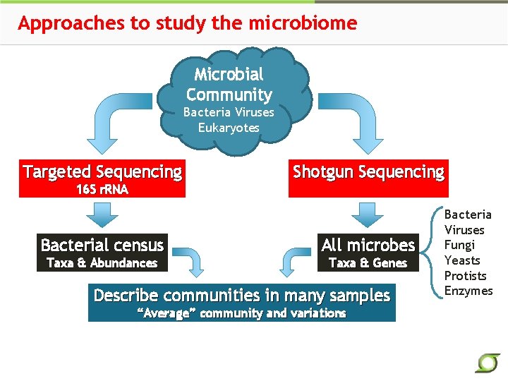 Approaches to study the microbiome Microbial Community Bacteria Viruses Eukaryotes Targeted Sequencing 16 S