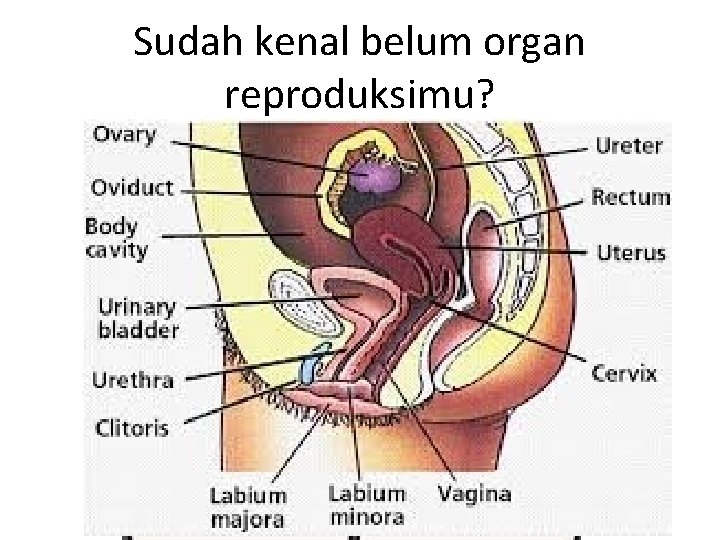 Sudah kenal belum organ reproduksimu? 