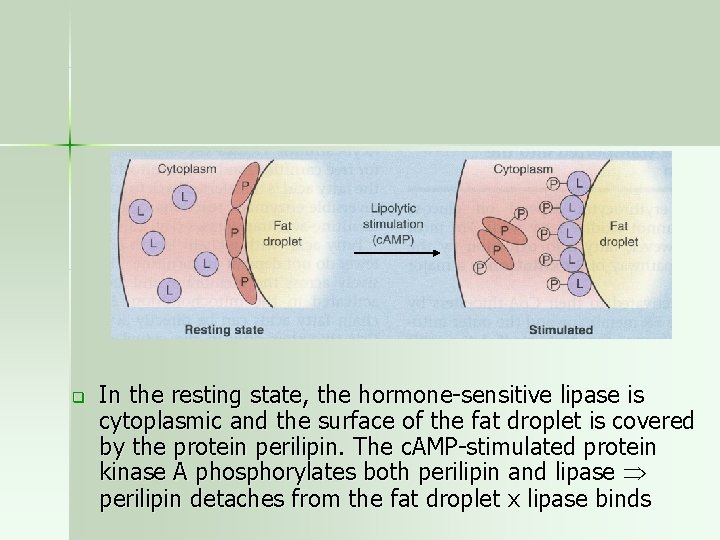 q In the resting state, the hormone-sensitive lipase is cytoplasmic and the surface of