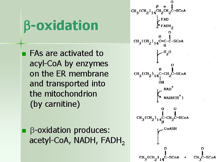  -oxidation n n FAs are activated to acyl-Co. A by enzymes on the