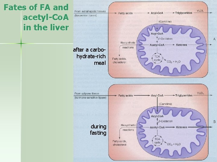 Fates of FA and acetyl-Co. A in the liver after a carbohydrate-rich meal during