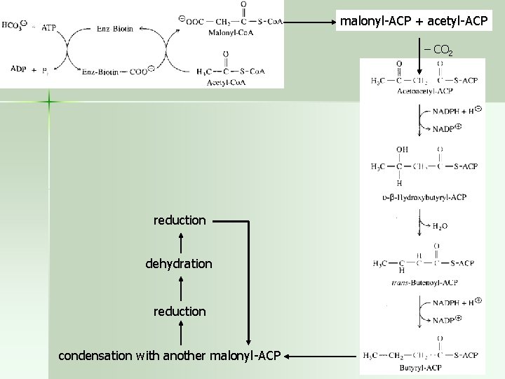 malonyl-ACP + acetyl-ACP – CO 2 reduction dehydration reduction condensation with another malonyl-ACP 