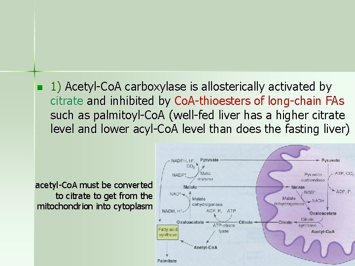 n 1) Acetyl-Co. A carboxylase is allosterically activated by citrate and inhibited by Co.