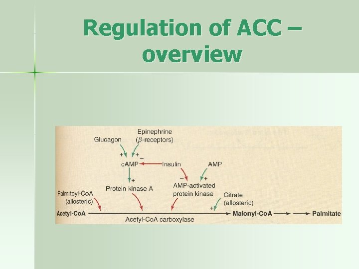 Regulation of ACC – overview 