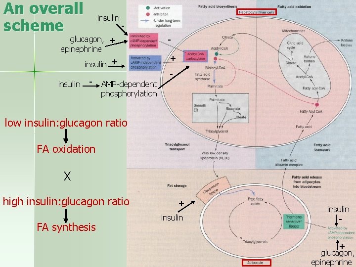 An overall scheme insulin - glucagon, + epinephrine insulin + insulin - AMP-dependent phosphorylation