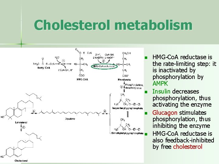 Cholesterol metabolism n n HMG-Co. A reductase is the rate-limiting step: it is inactivated