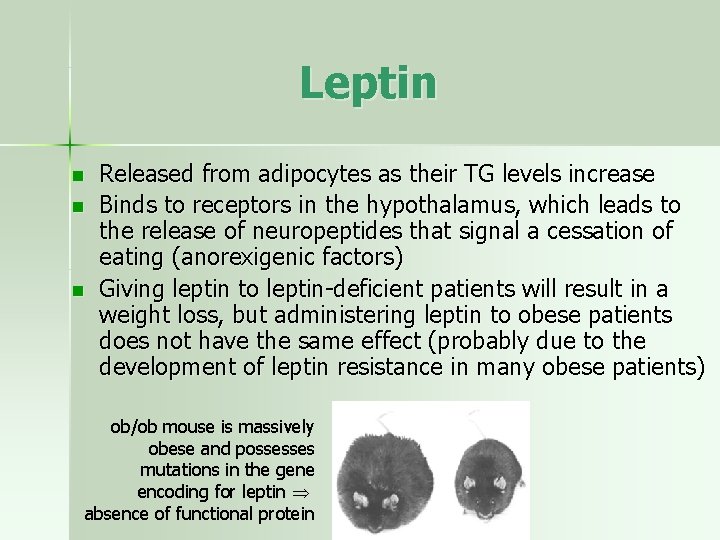 Leptin n Released from adipocytes as their TG levels increase Binds to receptors in