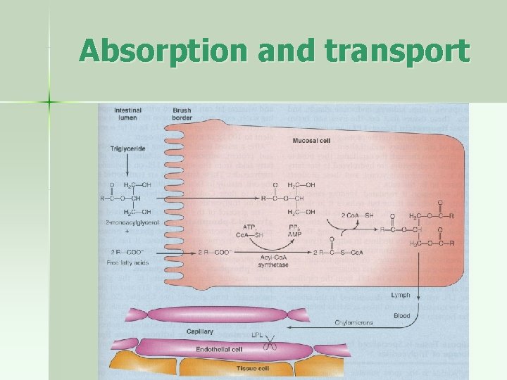 Absorption and transport 