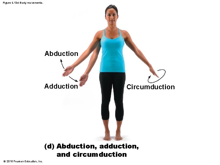 Figure 6. 13 d Body movements. Abduction Adduction Circumduction (d) Abduction, adduction, and circumduction