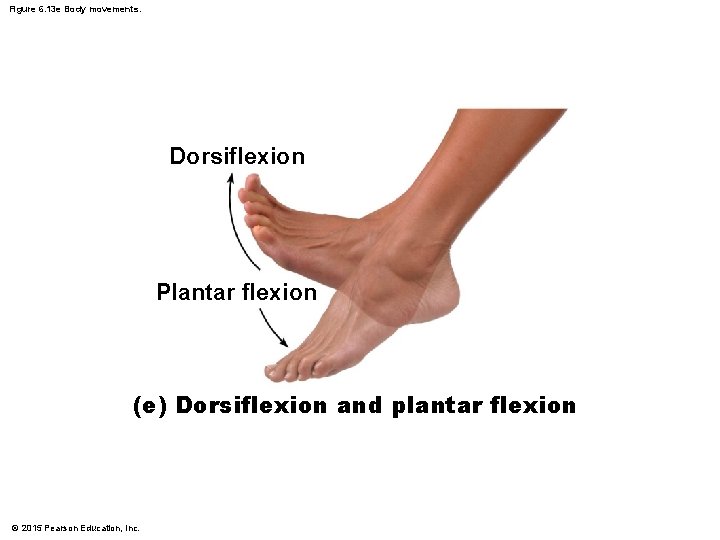 Figure 6. 13 e Body movements. Dorsiflexion Plantar flexion (e) Dorsiflexion and plantar flexion