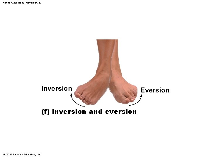 Figure 6. 13 f Body movements. Inversion (f) Inversion and eversion © 2015 Pearson