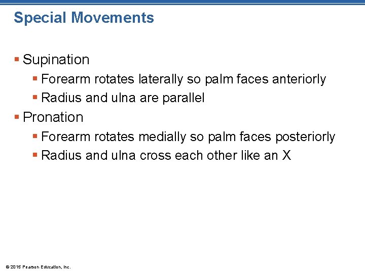 Special Movements § Supination § Forearm rotates laterally so palm faces anteriorly § Radius