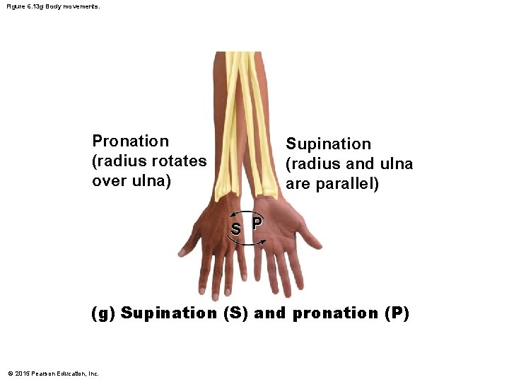 Figure 6. 13 g Body movements. Pronation (radius rotates over ulna) Supination (radius and