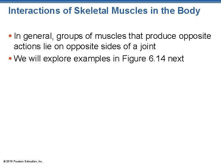 Interactions of Skeletal Muscles in the Body § In general, groups of muscles that Interactions of Skeletal Muscles in the Body § In general, groups of muscles that