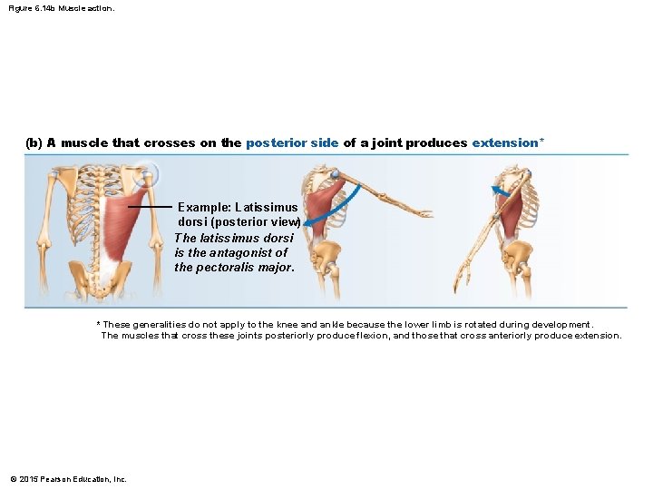 Figure 6. 14 b Muscle action. (b) A muscle that crosses on the posterior Figure 6. 14 b Muscle action. (b) A muscle that crosses on the posterior