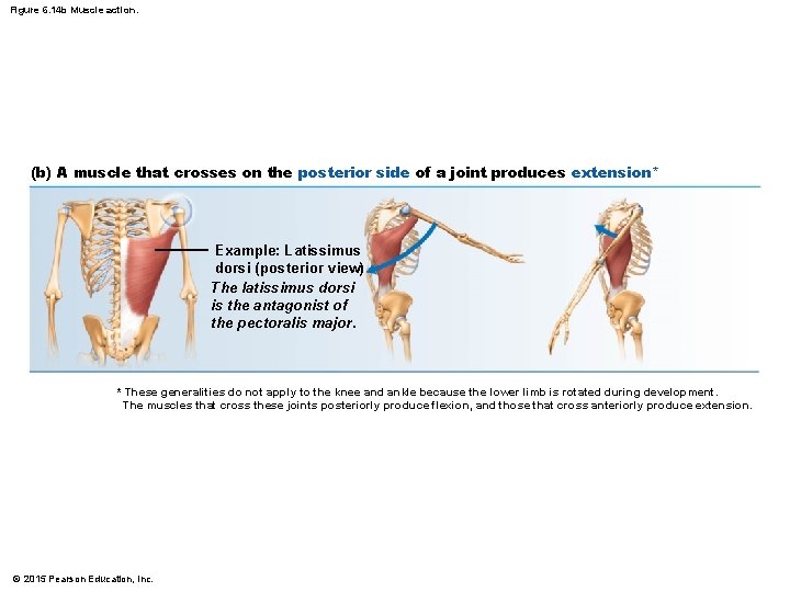 Figure 6. 14 b Muscle action. (b) A muscle that crosses on the posterior