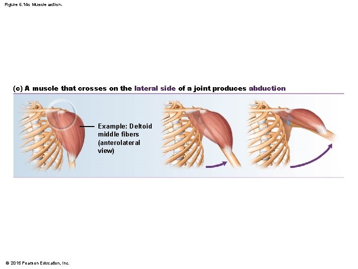 Figure 6. 14 c Muscle action. (c) A muscle that crosses on the lateral